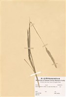 藏品(白茅)的圖片